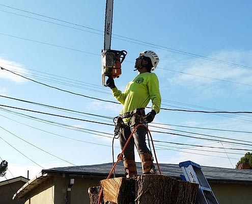 Tree Service Burbank CA