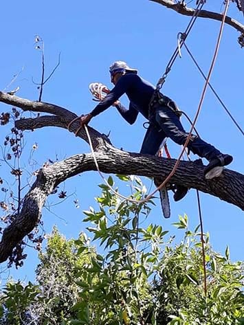Brush Clearance Los Angeles CA