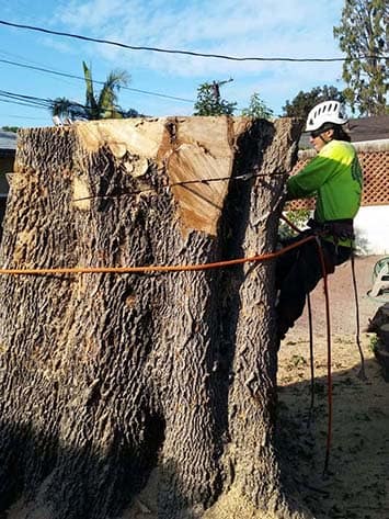 Tree Trimming Burbank CA
