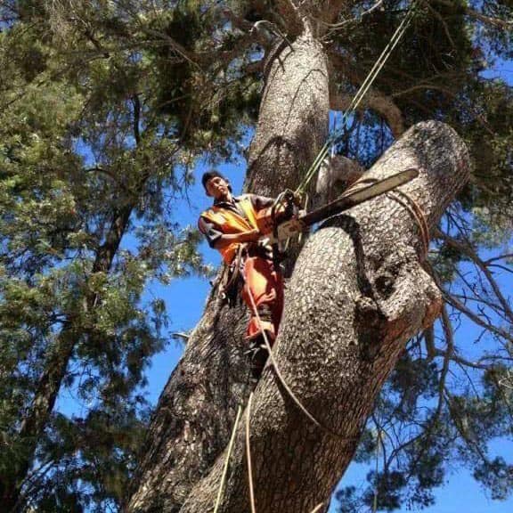 Tree Service Glendale CA