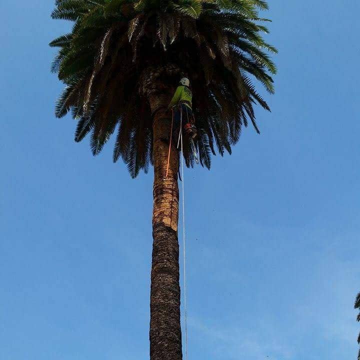 Tree Trimming Glendale CA